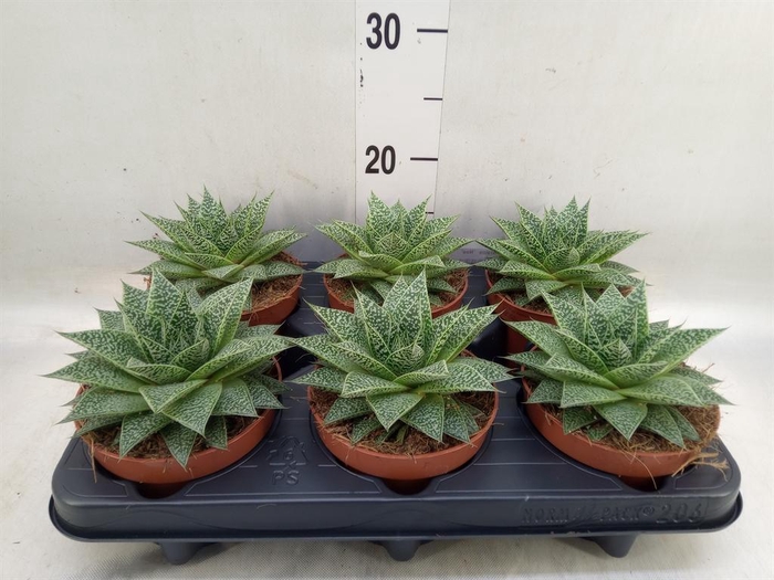 <h4>xGasteraloe  'Noa'</h4>