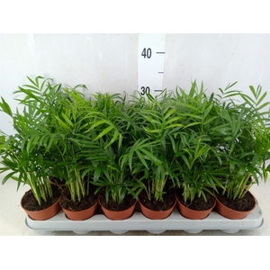 Chamaedorea elegans