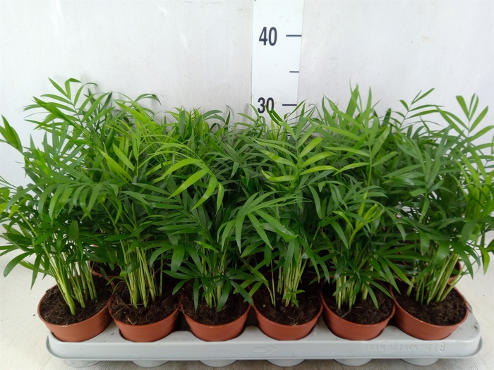 <h4>Chamaedorea elegans</h4>