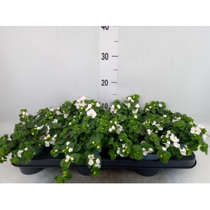 Sutera  'Big White Falls'