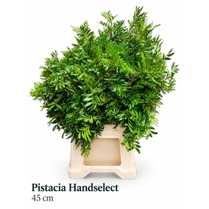 PISTA OV BLAD BS