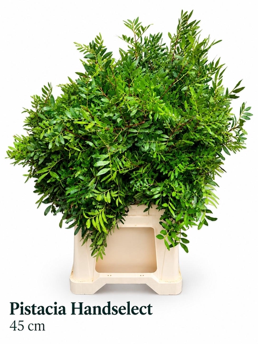 <h4>PISTA OV BLAD BS</h4>