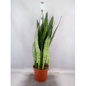 Sansevieria zeylanica