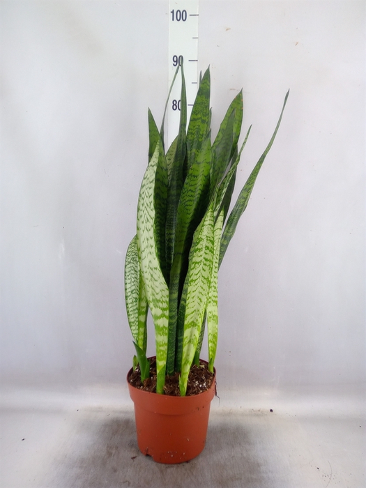 <h4>Sansevieria zeylanica</h4>