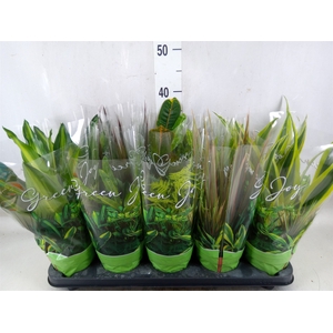 Planten Groen   ...mix  6