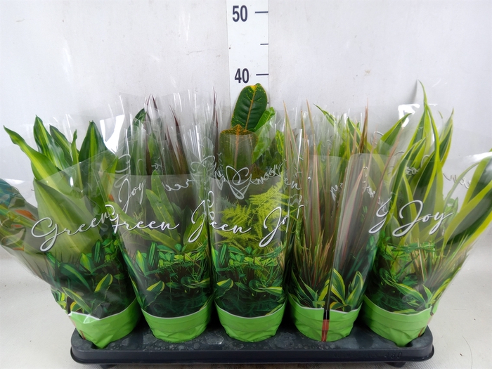 <h4>Planten Groen   ...mix  6</h4>