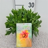 Gaillardia Yellow Touch P19