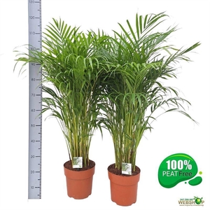 DYPSIS LUTESCENS