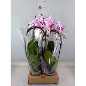 Phalaenopsis  'Elegant Cascade'