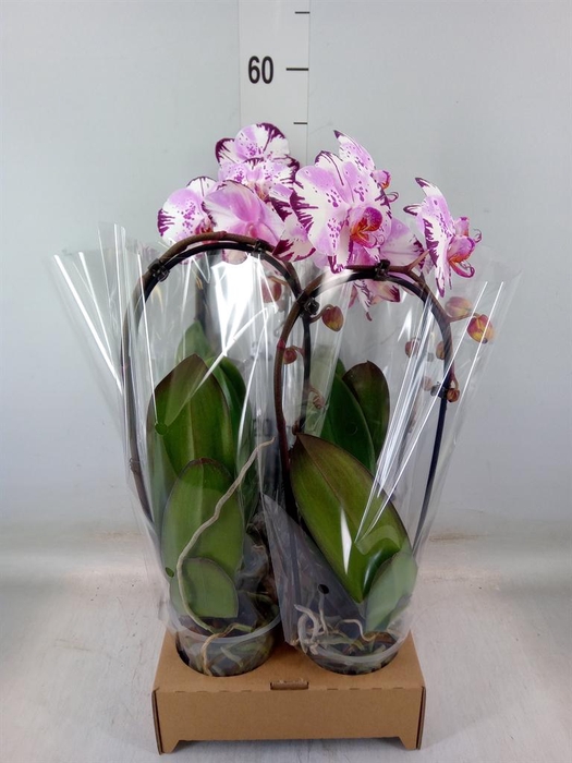 <h4>Phalaenopsis  'Elegant Cascade'</h4>