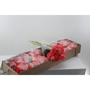 Hydr Salmon Pink Box