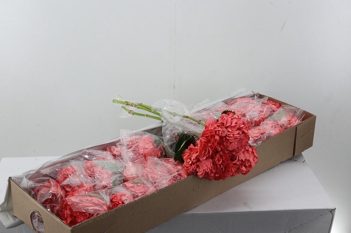 <h4>Hydr Salmon Box</h4>