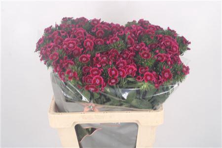 <h4>Di Barb Jolly X50 55cm</h4>