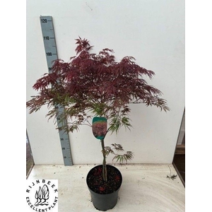 ACER PA GARNET