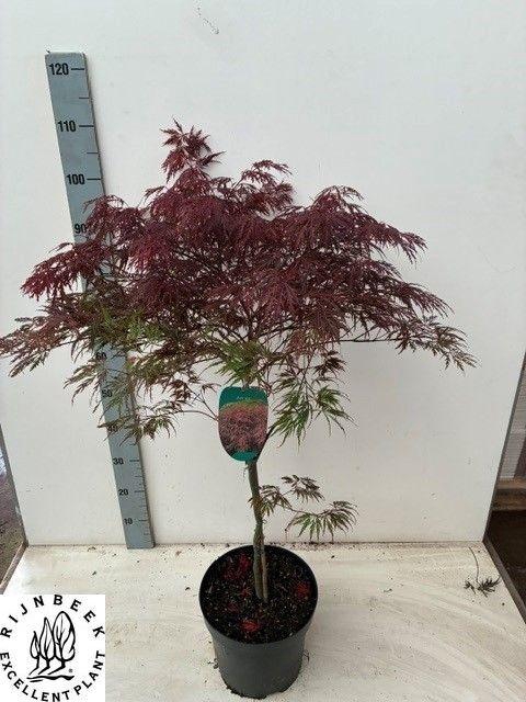 <h4>ACER PA GARNET</h4>