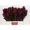 Leucadendron Saf Sunset Dark R.Spray