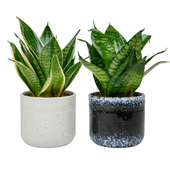 <h4>SANSEVIERIA TRIFASCIATA p9</h4>