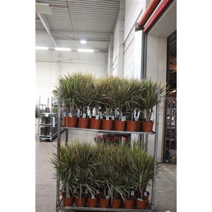 Dra Marg Bicolor 30-10 Cm 2 Stekken