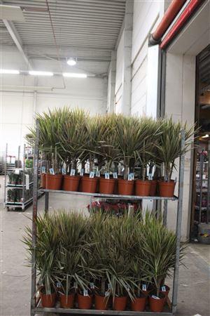 <h4>Dra Marg Bicolor 30-10 Cm 2 Stekken</h4>