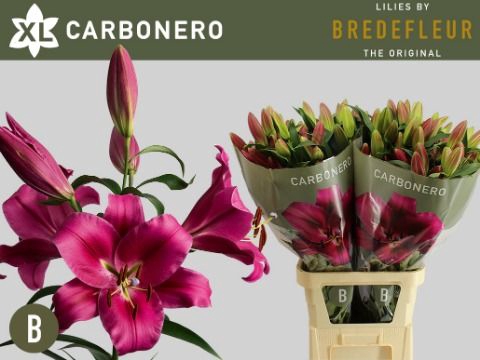 <h4>LI OT CARBONERO 5+</h4>