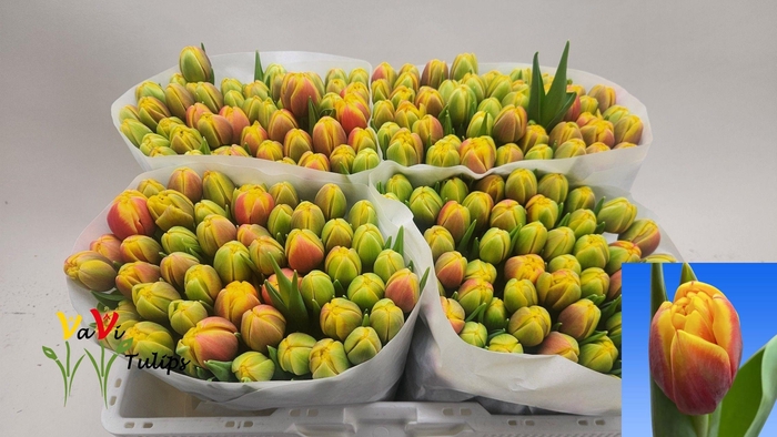 <h4>TU DU SHELL</h4>