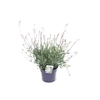 Gaura lind. Geyser White