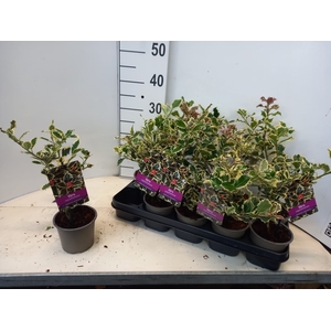 ILEX AQ ARGENTEA MAR