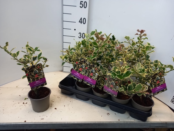 <h4>ILEX AQ ARGENTEA MAR</h4>