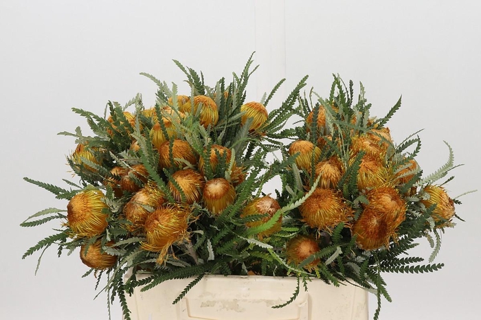 <h4>Banksia Dryandra</h4>