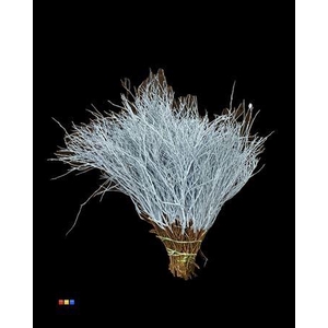 Vaccinium / Heidelbeer Light Blue