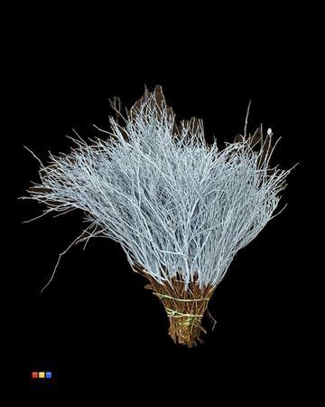 <h4>Vaccinium / Heidelbeer Light Blue</h4>