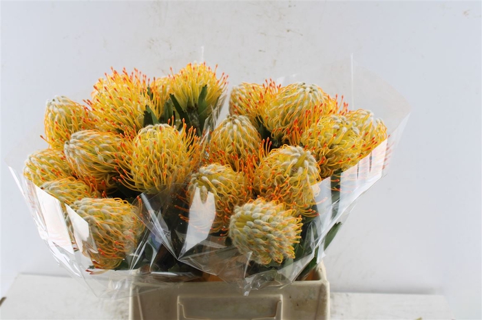 <h4>Leuco Co Goldie</h4>