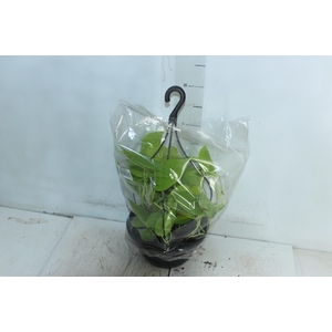PHILODENDRON AMARELO C21 PENDENTE