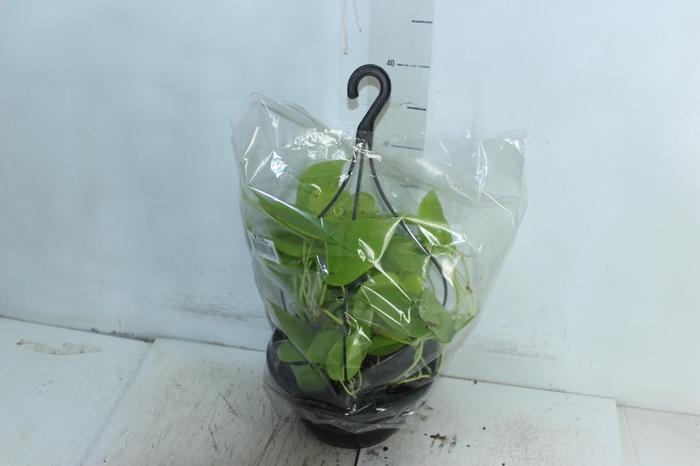 <h4>PHILODENDRON AMARELO C21 PENDENTE</h4>