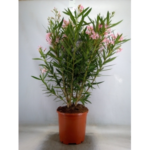 Nerium oleander   ...