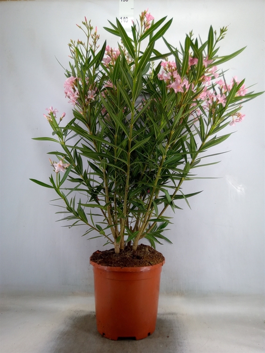 <h4>Nerium oleander   ...</h4>