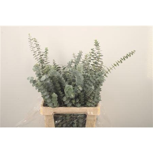 Euc Baby Blue Per Bunch Za 300 Gram