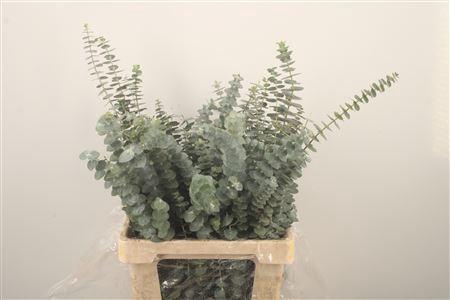 <h4>Euc Baby Blue Per Bunch Za 300 Gram</h4>