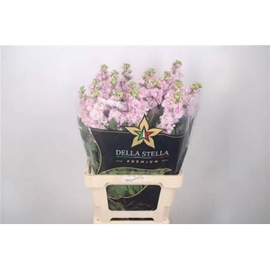 MATTH IRON CHERRY BL