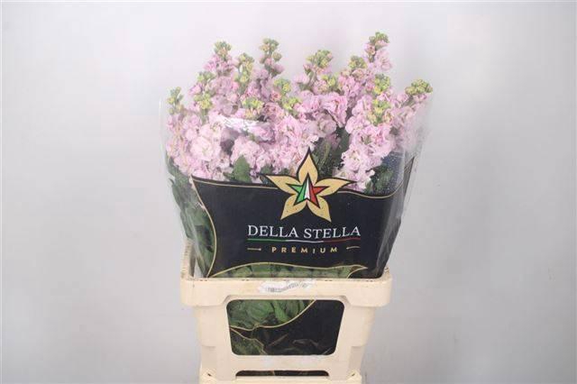 <h4>MATTH IRON CHERRY BL</h4>