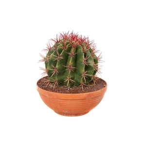 Ferocactus stainesii 30 cm