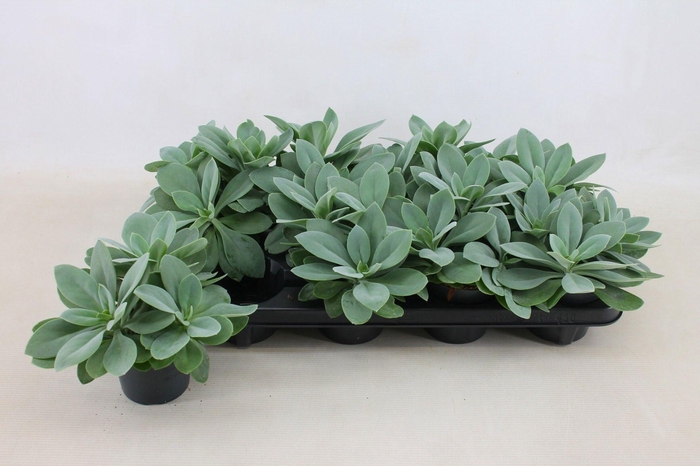 <h4>SENEC MOUNTAIN FIRE</h4>