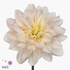 Dahlia diana's memory