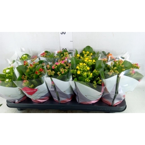 Kalanchoe blos. ..mix 6