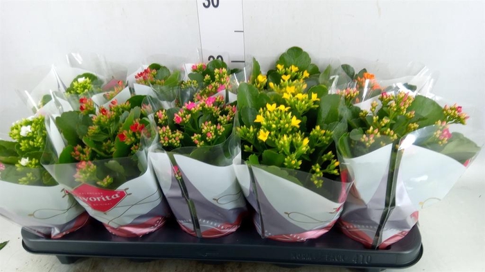 <h4>Kalanchoe blos.   ..mix 6</h4>