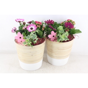 arr4 Outdoor MB - Hout pot bruin/wit 968/2