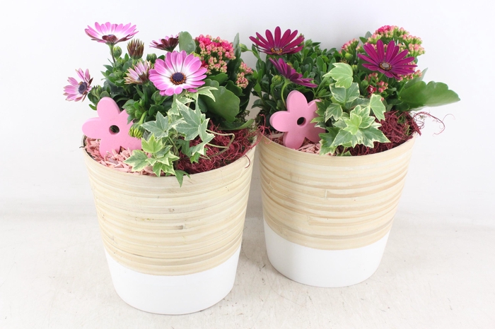 <h4>arr4 Outdoor MB - Hout pot bruin/wit 968/2</h4>