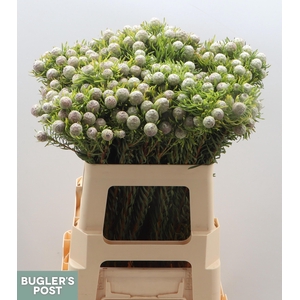 Leucad L Ay Ja Pe Vt