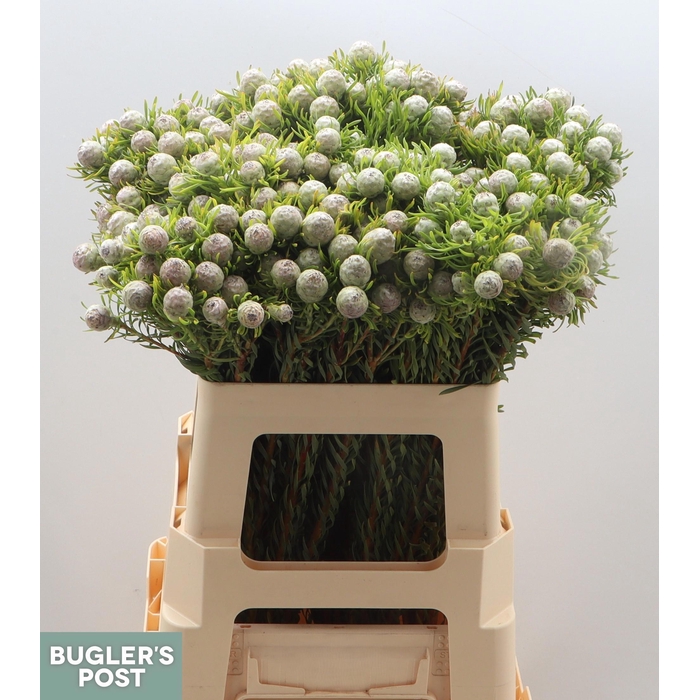 <h4>Leucad L Ay Ja Pe Vt</h4>