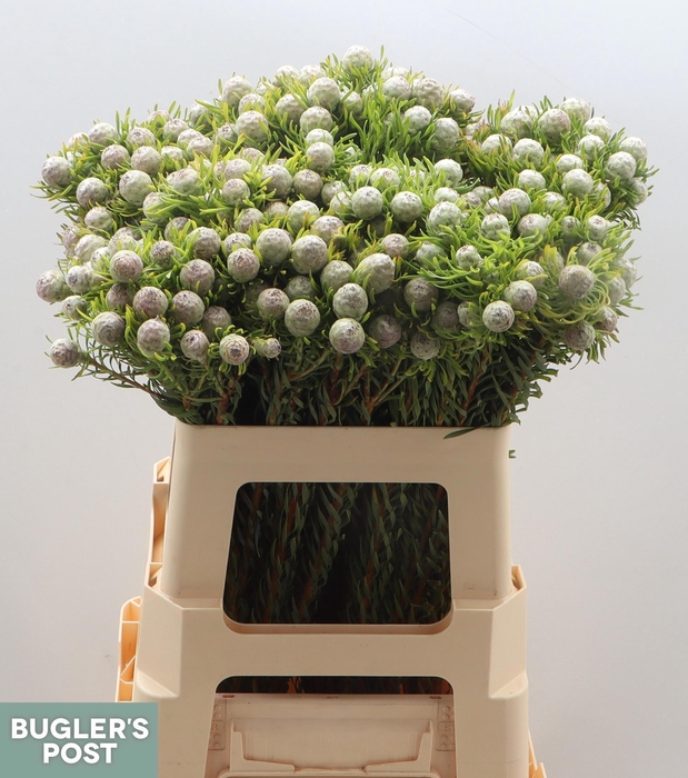 <h4>LEUCAD L AY JA PE VT</h4>